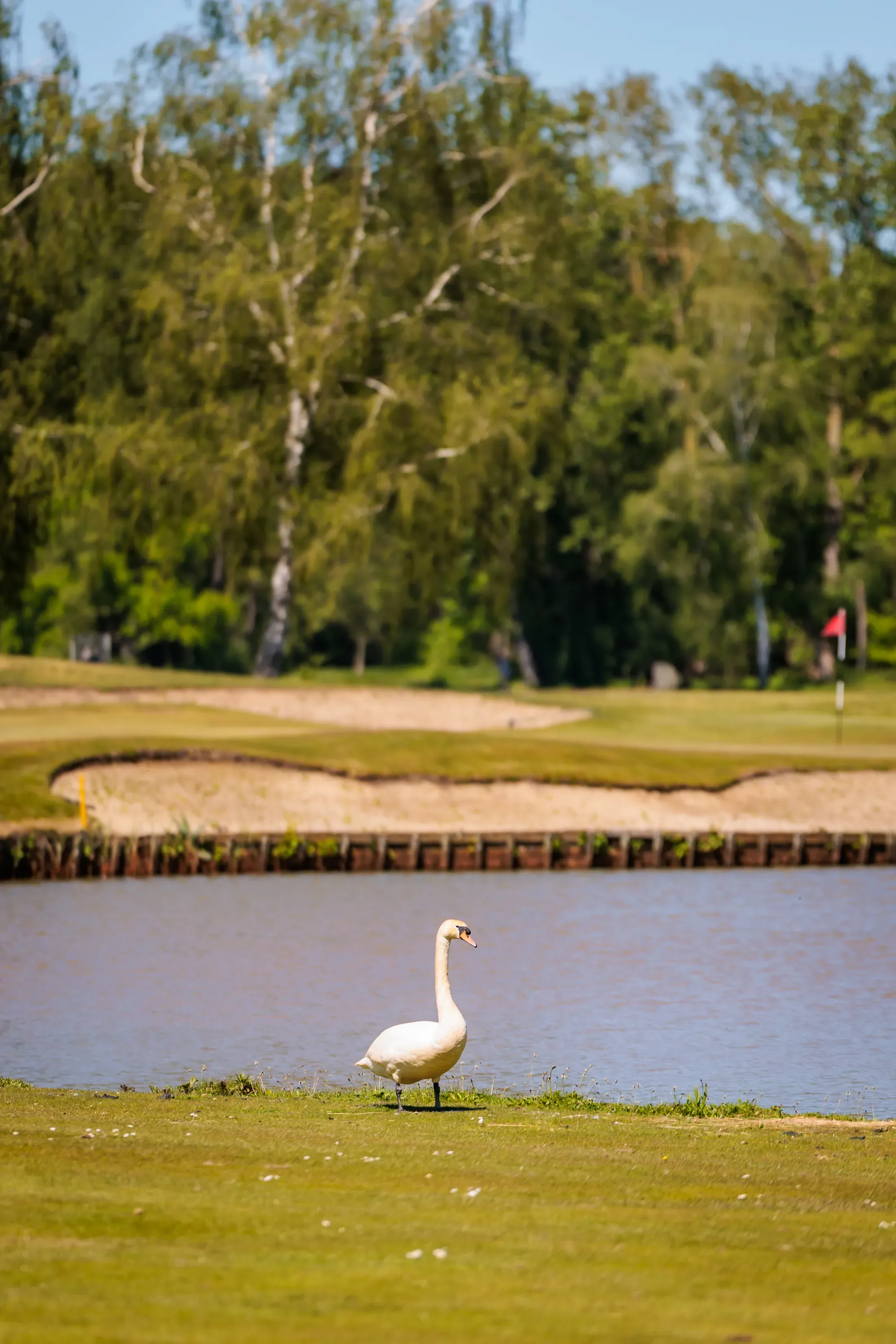 Zwaan op de fairway bij het waterhindernis