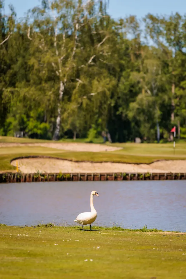 Zwaan op de fairway bij het waterhindernis